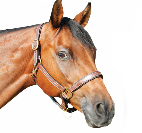 Fancy Stitched Padded DD Leather Halter