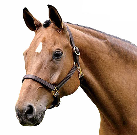 Brown Tiple Stitched DD Leather Halter