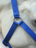Blue PP Halter
