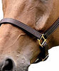 Brown Tiple Stitched DD Leather Halter